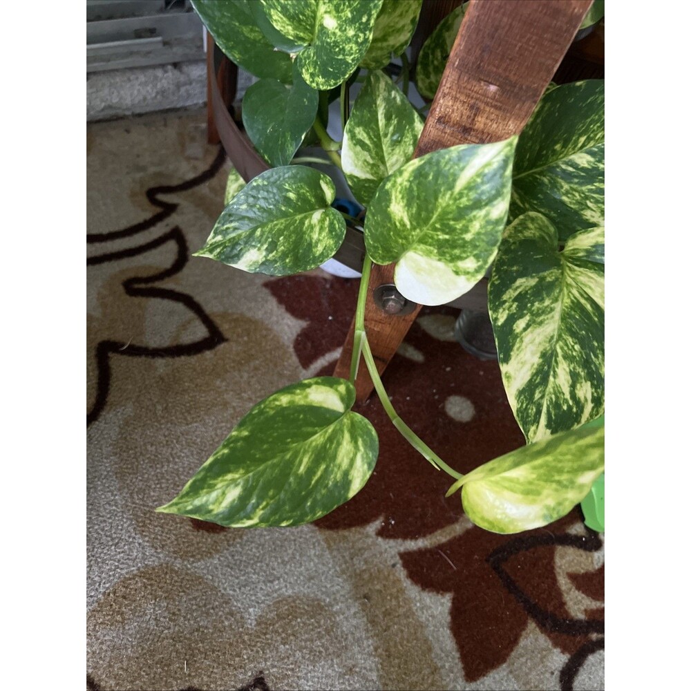 Variegated Pothos Cuttings With Good Roots 6”